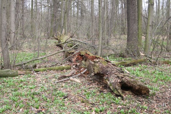 Studénka, 25.3.2017
Nová Horka, lužní les Kotvice. Padlý dub - biotop kovaříka Ampedus brunnicornis.
Keywords: Studénka Nová Horka Kotvice lužní les Ampedus brunnicornis