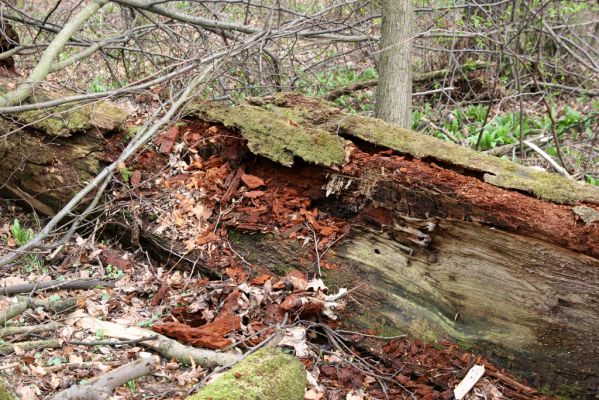 Studénka, 25.3.2017
Nová Horka, lužní les Kotvice. Padlý dub - biotop kovaříka Ampedus brunnicornis.
Schlüsselwörter: Studénka Nová Horka Kotvice lužní les Ampedus brunnicornis