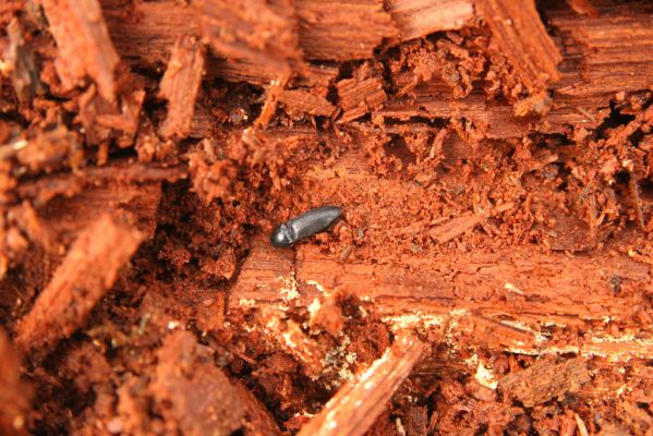 Studénka, 25.3.2017
Nová Horka, lužní les Kotvice, padlý dub. Kovařík Ampedus brunnicornis.
Keywords: Studénka Nová Horka Kotvice lužní les Ampedus brunnicornis