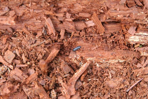 Studénka, 25.3.2017
Nová Horka, lužní les Kotvice, padlý dub. Kovařík Ampedus brunnicornis.
Keywords: Studénka Nová Horka Kotvice lužní les Ampedus brunnicornis