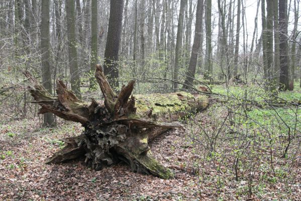 Studénka, 25.3.2017
Nová Horka, lužní les Kotvice, padlý dub.
Mots-clés: Studénka Nová Horka Kotvice lužní les Ampedus brunnicornis