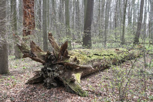 Studénka, 25.3.2017
Nová Horka, lužní les Kotvice, padlý dub.
Keywords: Studénka Nová Horka Kotvice lužní les Ampedus brunnicornis