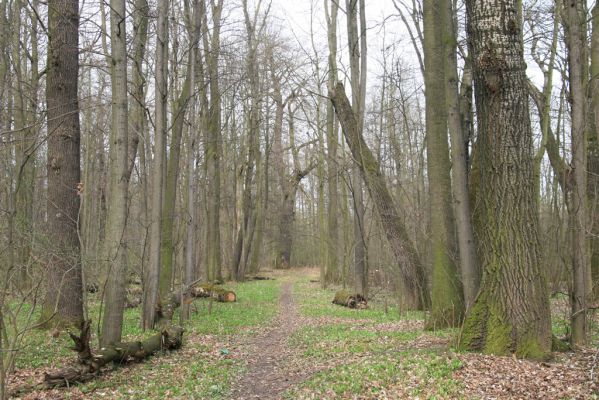 Studénka, 25.3.2017
Nová Horka, lužní les Kotvice.
Klíčová slova: Studénka Nová Horka Kotvice lužní les Ampedus brunnicornis Elater ferrugineus