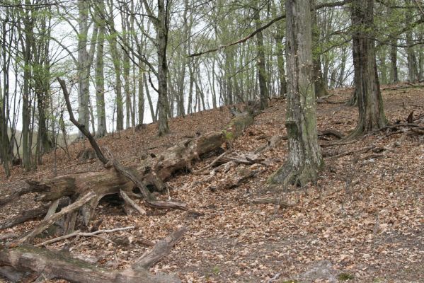 Stupava, 31.3.2012
Pomperdák - vrch Ohek.
Mots-clés: Stupava Pomperdák vrch Ohek