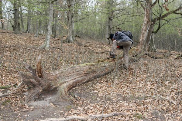 Stupava, 31.3.2012
Pomperdák - vrch Ohek.
Klíčová slova: Stupava Pomperdák vrch Ohek Ampedus nigerrimus pomorum Dušánek