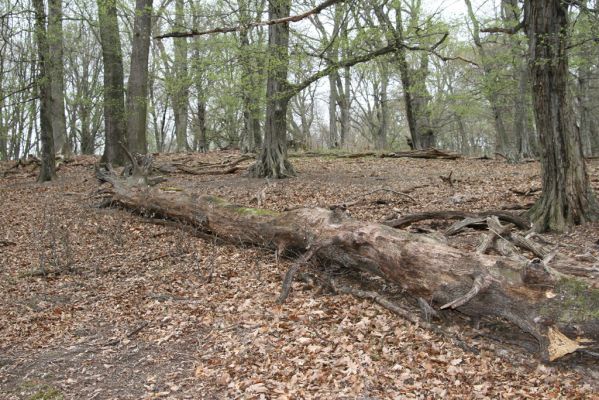 Stupava, 31.3.2012
Pomperdák - vrch Ohek.
Klíčová slova: Stupava Pomperdák vrch Ohek Stenagostus rhombeus