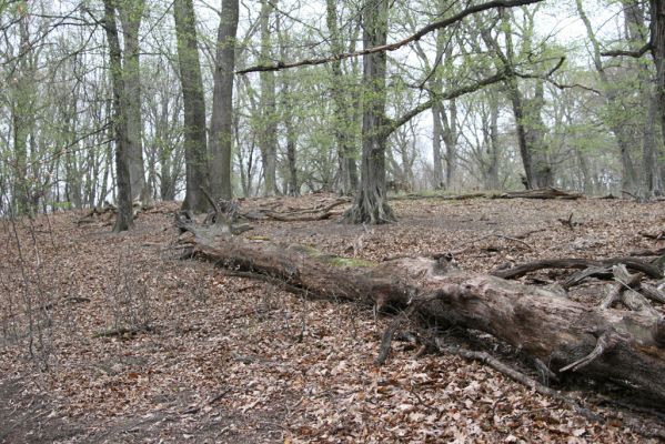 Stupava, 31.3.2012
Pomperdák - vrch Ohek.
Mots-clés: Stupava Pomperdák vrch Ohek