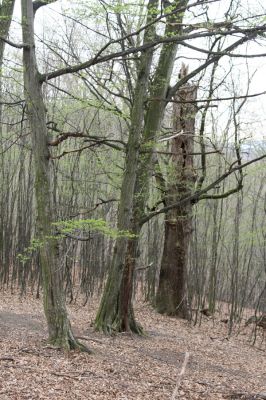 Stupava, 31.3.2012
Pomperdák - vrch Ohek.
Klíčová slova: Stupava Pomperdák vrch Ohek