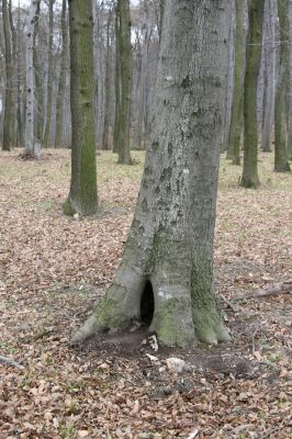 Stupava, 31.3.2012
Pod Pajštúnom. Boleška - Riedky vŕšok.
Schlüsselwörter: Stupava Boleška Riedky vŕšok Pod Pajštúnom Elater ferrugineus Ischnodes sanguinicollis