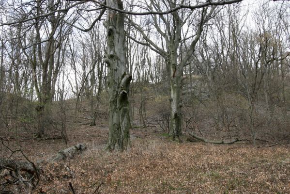 Stupava, 31.3.2012
Pajštún. Pod Pajštúnom.
Klíčová slova: Stupava Pajštún Pod Pajštúnom