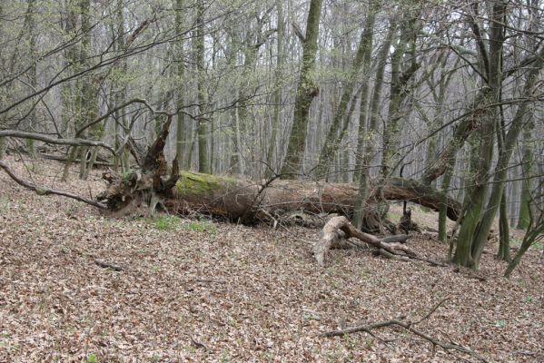 Stupava, 31.3.2012
Pajštún. Pod Pajštúnom.
Mots-clés: Stupava Pajštún Pod Pajštúnom