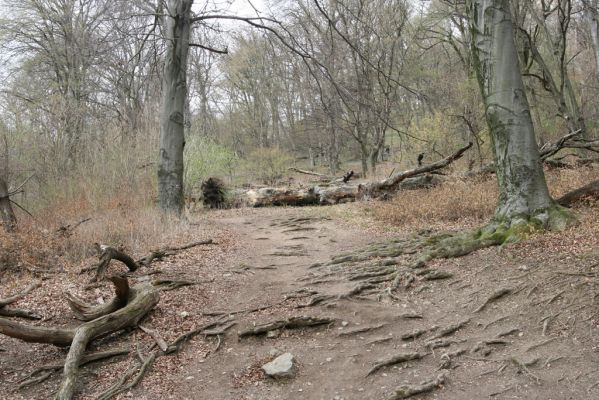 Stupava, 31.3.2012
Pajštún. Pod Pajštúnom.
Klíčová slova: Stupava Pajštún Pod Pajštúnom