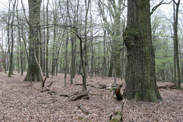 Stupava, 31.3.2012
Pomperdák - vrch Ohek.
Klíčová slova: Stupava Pomperdák vrch Ohek