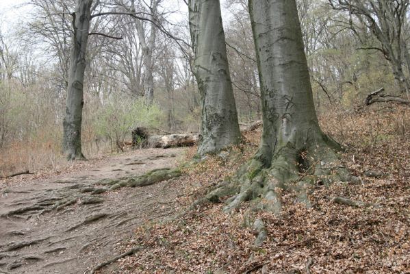 Stupava, 31.3.2012
Pajštún. Pod Pajštúnom.
Schlüsselwörter: Stupava Pajštún Pod Pajštúnom