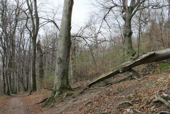 Stupava, 31.3.2012
Pajštún. Pod Pajštúnom.
Klíčová slova: Stupava Pajštún Pod Pajštúnom