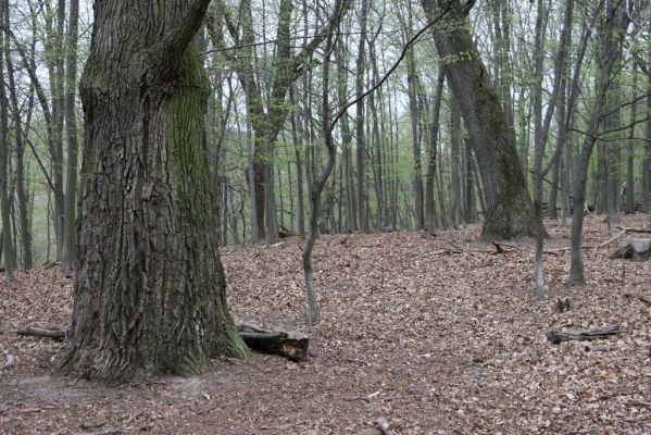 Stupava, 31.3.2012
Pomperdák - vrch Ohek.
Schlüsselwörter: Stupava Pomperdák vrch Ohek