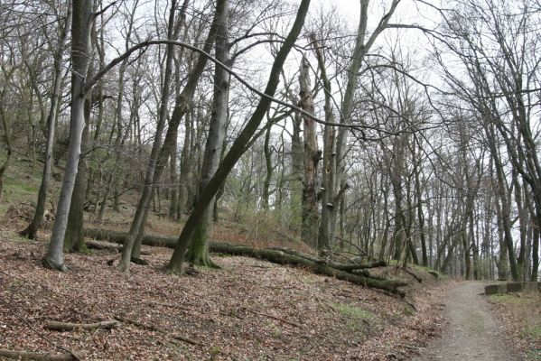 Stupava, 31.3.2012
Pajštún. Pod Pajštúnom.
Klíčová slova: Stupava Pajštún Pod Pajštúnom