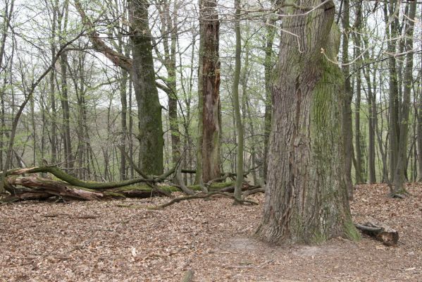 Stupava, 31.3.2012
Pomperdák - vrch Ohek.
Klíčová slova: Stupava Pomperdák vrch Ohek