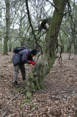 Stupava, 31.3.2012
Pomperdák - vrch Ohek.
Schlüsselwörter: Stupava Pomperdák vrch Ohek Calambus bipustulatus Brachygonus ruficeps Dušánek