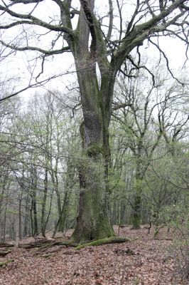 Stupava, 31.3.2012
Pomperdák - vrch Ohek.
Klíčová slova: Stupava Pomperdák vrch Ohek