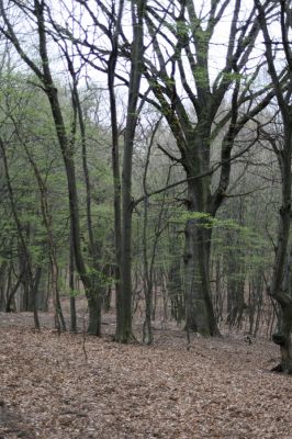 Stupava, 31.3.2012
Pomperdák - vrch Ohek.
Schlüsselwörter: Stupava Pomperdák vrch Ohek