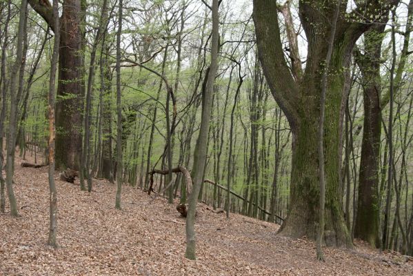 Stupava, 31.3.2012
Pomperdák - vrch Ohek.
Schlüsselwörter: Stupava Pomperdák vrch Ohek