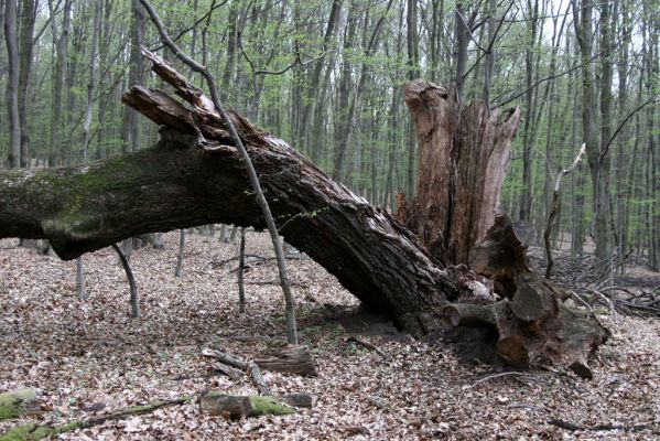 Stupava, 31.3.2012
Pomperdák - vrch Ohek.
Klíčová slova: Stupava Pomperdák vrch Ohek Hypoganus inunctus