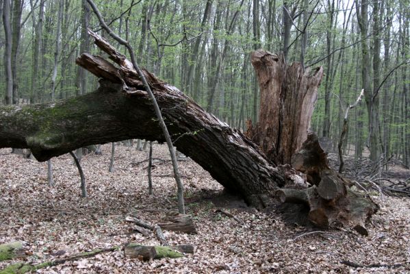 Stupava, 31.3.2012
Pomperdák - vrch Ohek.
Mots-clés: Stupava Pomperdák vrch Ohek Hypoganus inunctus