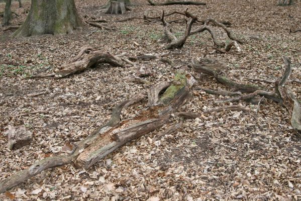 Stupava, 31.3.2012
Pomperdák - vrch Ohek.
Klíčová slova: Stupava Pomperdák vrch Ohek Lacon querceus