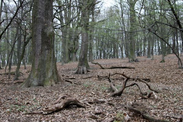 Stupava, 31.3.2012
Pomperdák - vrch Ohek.
Klíčová slova: Stupava Pomperdák vrch Ohek