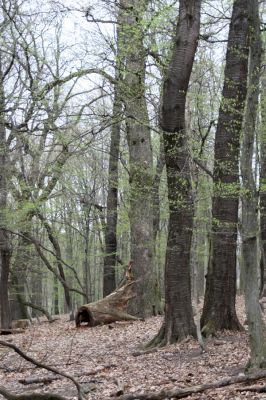 Stupava, 31.3.2012
Pomperdák - vrch Ohek.
Klíčová slova: Stupava Pomperdák vrch Ohek