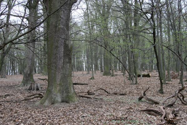 Stupava, 31.3.2012
Pomperdák - vrch Ohek.
Klíčová slova: Stupava Pomperdák vrch Ohek