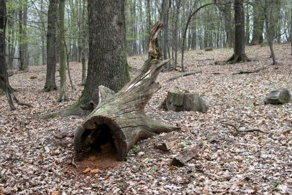 Stupava, 31.3.2012
Pomperdák - vrch Ohek.
Klíčová slova: Stupava Pomperdák vrch Ohek Ampedus elegantulus