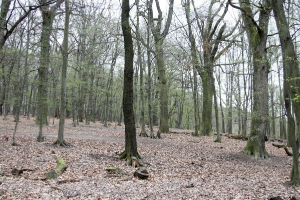 Stupava, 31.3.2012
Pomperdák - vrch Ohek.
Klíčová slova: Stupava Pomperdák vrch Ohek