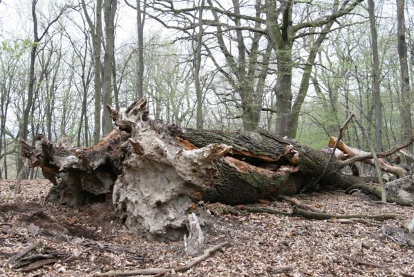 Stupava, 31.3.2012
Pomperdák - vrch Ohek.
Mots-clés: Stupava Pomperdák vrch Ohek