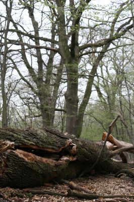 Stupava, 31.3.2012
Pomperdák - vrch Ohek.
Mots-clés: Stupava Pomperdák vrch Ohek