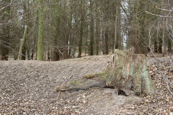 Stupava, 31.3.2012
Pomperdák - vrch Ohek.
Klíčová slova: Stupava Pomperdák vrch Ohek Hypoganus inunctus