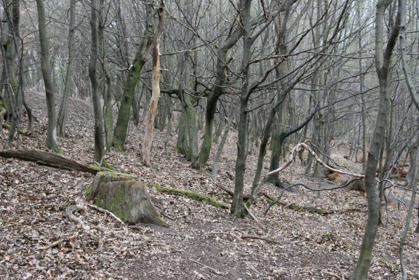 Stupava, 31.3.2012
Pomperdák - vrch Ohek.
Mots-clés: Stupava Pomperdák vrch Ohek