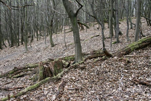 Stupava, 31.3.2012
Pomperdák - vrch Ohek.
Mots-clés: Stupava Pomperdák vrch Ohek