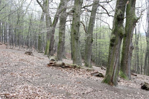 Stupava, 31.3.2012
Pomperdák - vrch Ohek.
Mots-clés: Stupava Pomperdák vrch Ohek Ampedus praeustus elegantulus