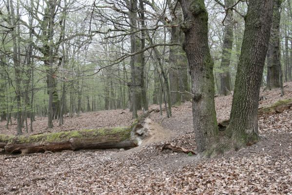 Stupava, 31.3.2012
Pomperdák - vrch Ohek.
Klíčová slova: Stupava Pomperdák vrch Ohek Stenagostus rhombeus