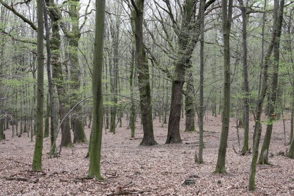 Stupava, 31.3.2012
Pomperdák - vrch Ohek.
Klíčová slova: Stupava Pomperdák vrch Ohek