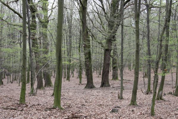 Stupava, 31.3.2012
Pomperdák - vrch Ohek.
Schlüsselwörter: Stupava Pomperdák vrch Ohek