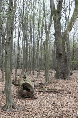 Stupava, 31.3.2012
Pomperdák - vrch Ohek.
Klíčová slova: Stupava Pomperdák vrch Ohek