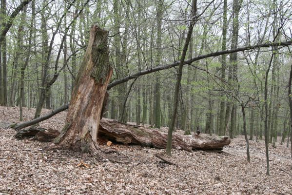 Stupava, 31.3.2012
Pomperdák - vrch Ohek.
Klíčová slova: Stupava Pomperdák vrch Ohek Hypoganus inunctus Stenagostus rhombeus