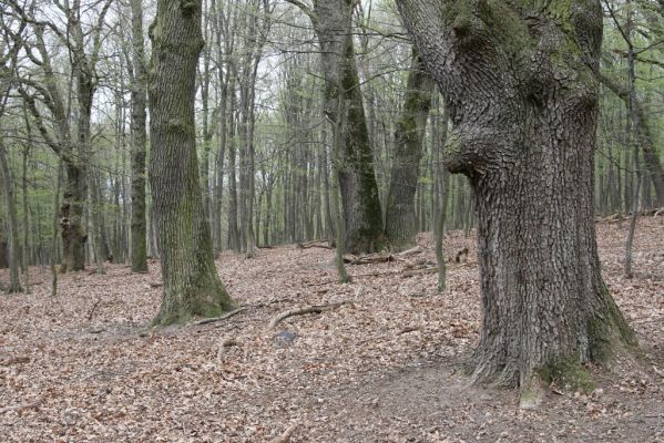 Stupava, 31.3.2012
Pomperdák - vrch Ohek.
Klíčová slova: Stupava Pomperdák vrch Ohek