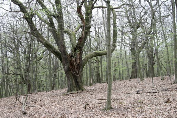 Stupava, 31.3.2012
Pomperdák - vrch Ohek.
Klíčová slova: Stupava Pomperdák vrch Ohek