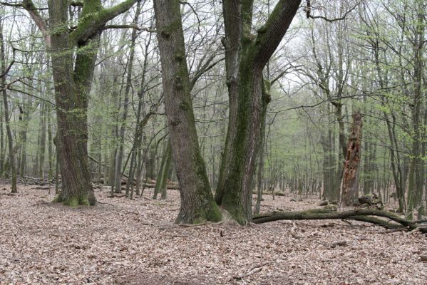 Stupava, 31.3.2012
Pomperdák - vrch Ohek.
Klíčová slova: Stupava Pomperdák vrch Ohek