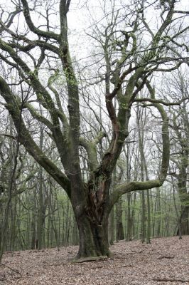 Stupava, 31.3.2012
Pomperdák - vrch Ohek.
Klíčová slova: Stupava Pomperdák vrch Ohek