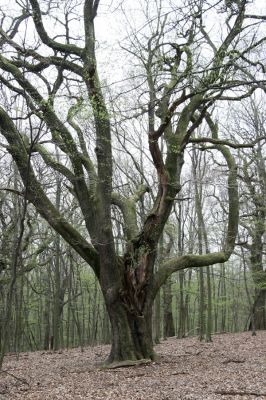 Stupava, 31.3.2012
Pomperdák - vrch Ohek.
Schlüsselwörter: Stupava Pomperdák vrch Ohek